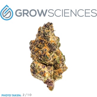 Tropical Cherry by Grow Sciences