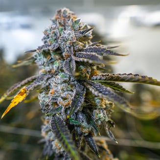 Grape Cream Cake by Blackstone Valley Cannabis