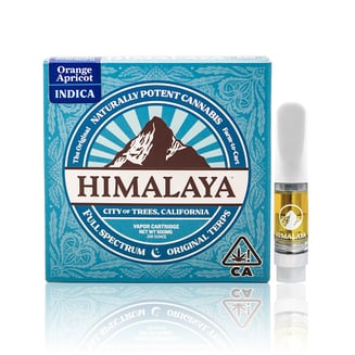 Himalaya — Orange Apricot