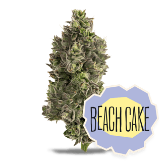 District Cannabis — Beach Cake