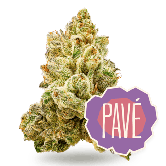 District Cannabis — Pavé