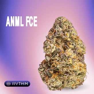 elf bar vape uk 12 Indica Strains for Sleep, Pain Relief, Appetite, and More main image 0