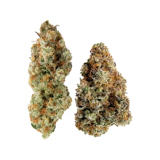 Yin Yang by Northern Canna x Ministry of Sativa