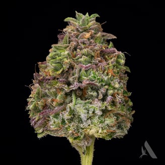 Bachelor Party Flower T24.72% H 00486 by Affinity Grow