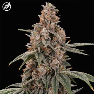 Yellow Haze OG Flower S 25803 by CTPharma