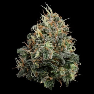 Papaya Splash by U4EA Farms