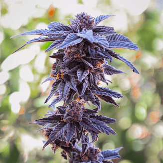 Presidential Garden — Granddaddy Purple
