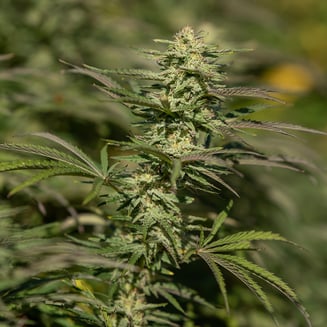 1:1 ACDC Cookies by East Fork Cultivars