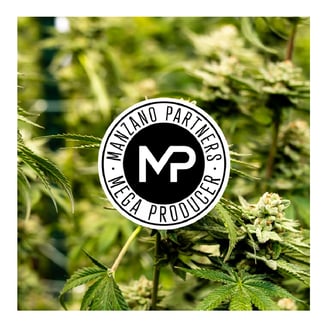 505 OG [1g] by Manzano Partners
