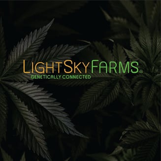 Acalpulco Gold by Lightsky Farms