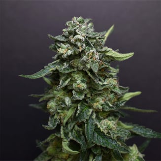 Banana Jealousy by Desert Peaks Farms
