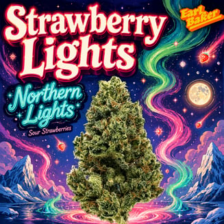 Earl Baker - Whole Flower - Strawberry Lights 0146 by Earl Baker