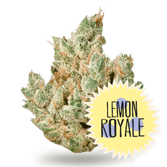 District Cannabis — Lemon Royale