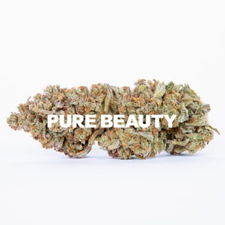 Pure Beauty — Lemon Head