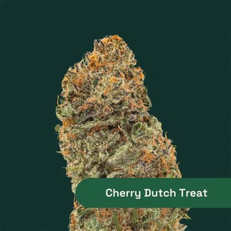 Cherry Dutch Treat by Botanist