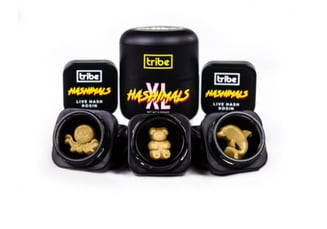 Amnesia Haze - Monkey [1.5g] by Tribe