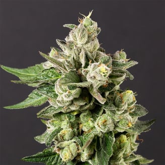 Gushers x Maitai #2 by Desert Peaks Farms
