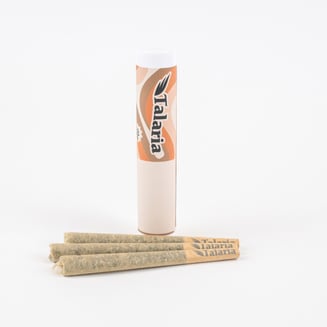 Caked Up 3 Pack [.5g] by Talaria