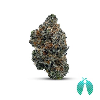 Wookie Burger by Maitri Genetics