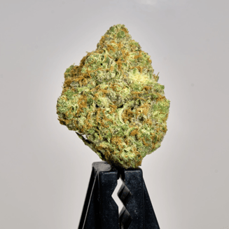 Daisy Cutter by Bonsai Buds