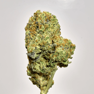 Daisy MAC by Bonsai Buds