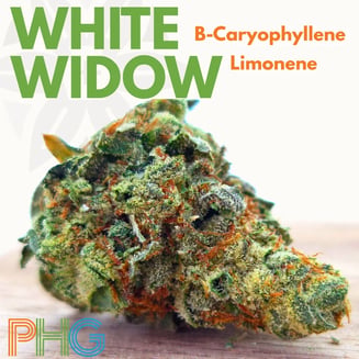 White Widow by Penn Health Group