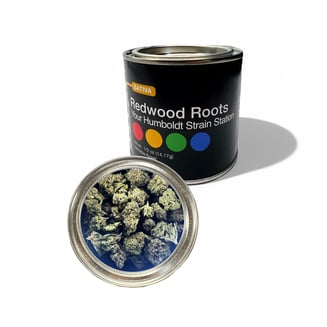 Redwood Roots — Papaya