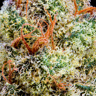 Shop Blueberry Zkz | Sweet Flower - Chico Dispensary Chico, CA