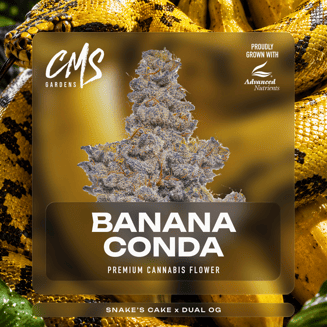 Bananaconda