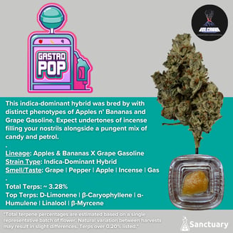 Sauce - Gastro Pop - Cured Resin