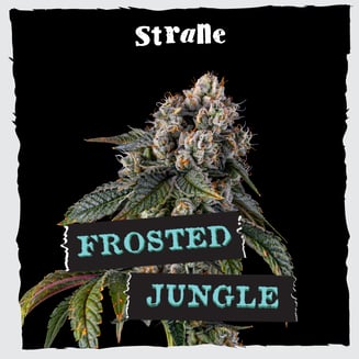 Strane — Frosted Jungle