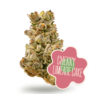 District Cannabis — Cherry Limeade Cake