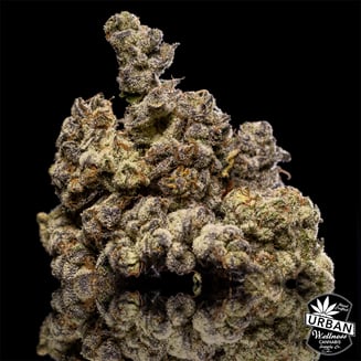 Ice Cream Cake by Urban Wellness