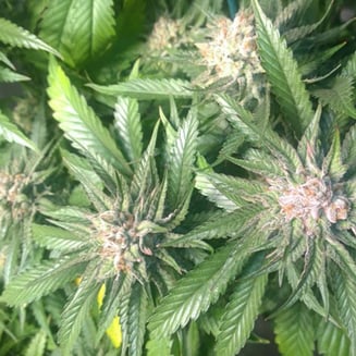 GreenFingaz Farmz — Blue Dream