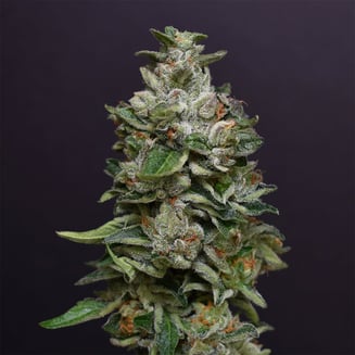 Bacio Gelato #2 by Desert Peaks Farms