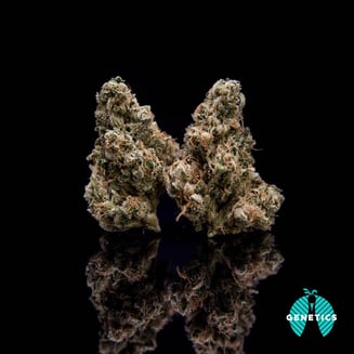 Apple Bitter by Maitri Genetics
