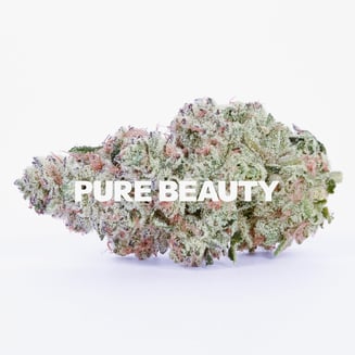 Pure Beauty: Pink Panther