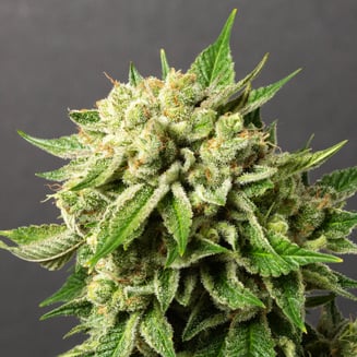 Banana Cream by Monterey Kush Co