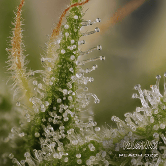 Apricot Jelly - Premium Cannabis Flower by VOLCANNX