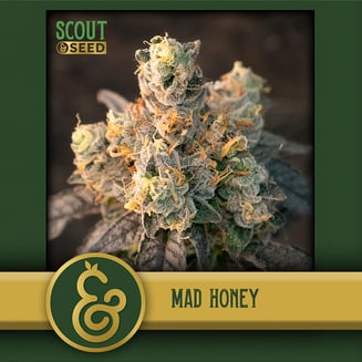 Mad Honey by Scout & Seed
