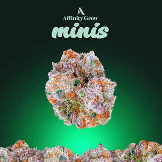 Alien OG Flower Minis MED T33.09% H 00585 by Affinity Grow