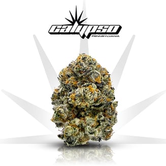 Biscotti x Kush Mntz [4.2g] by Calypso