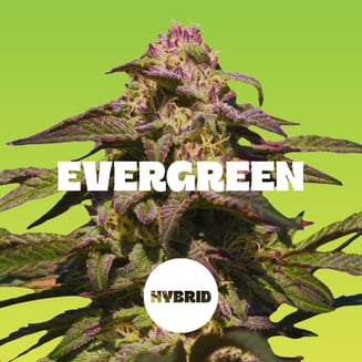 Drops: Lime - 2pc - Evergreen - Hybrid (100mg THC))