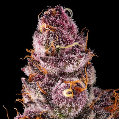 Image 8 for Lemon Cherry Tropicana Gold Blend, a sativa product Image 8 for Lemon Cherry Tropicana Gold Blend, a sativa product
