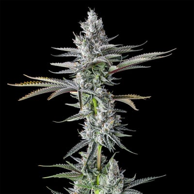 Image 5 for La La Land Halos Mini Rosin Infused Pre-Rolls 5-Pack [3g], a sativa product
