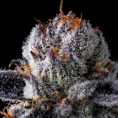 Image 7 for 98 Reserve, a indica product Image 7 for 98 Reserve, a indica product