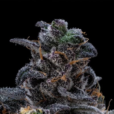 Image 1 for Purple Plague, a sativa product Image 1 for Purple Plague, a sativa product