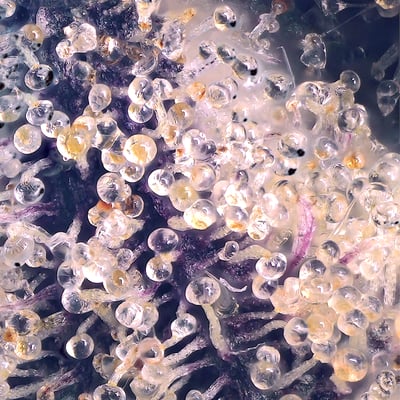 Image 6 for Prizm [3.5g], a indica product