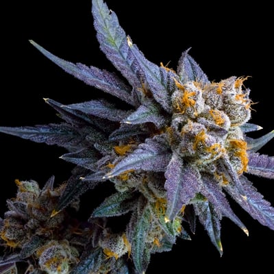 Image 8 for Blue Lotus Pre-Roll [1g], a indica product