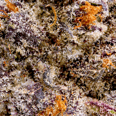 Image 6 for RS-X Pre-Roll 5-Pack [2.5g], a indica product